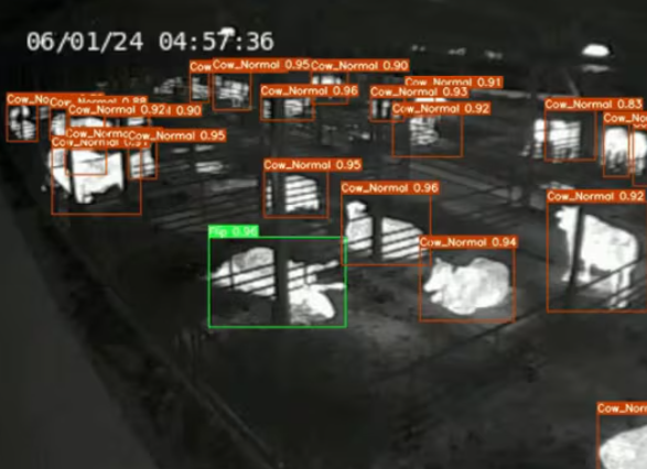 AI가 소 키우니 “폐사 67% 줄어”