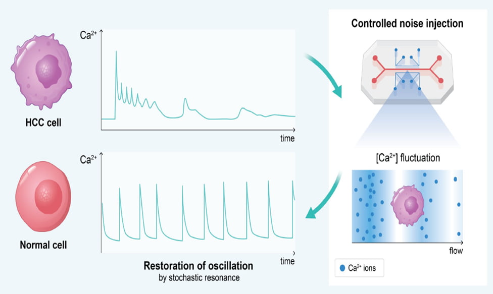 ‘초지능 AI’ 스타트업 아스테로모프, AI가 찾은 간암 억제 가설 공개